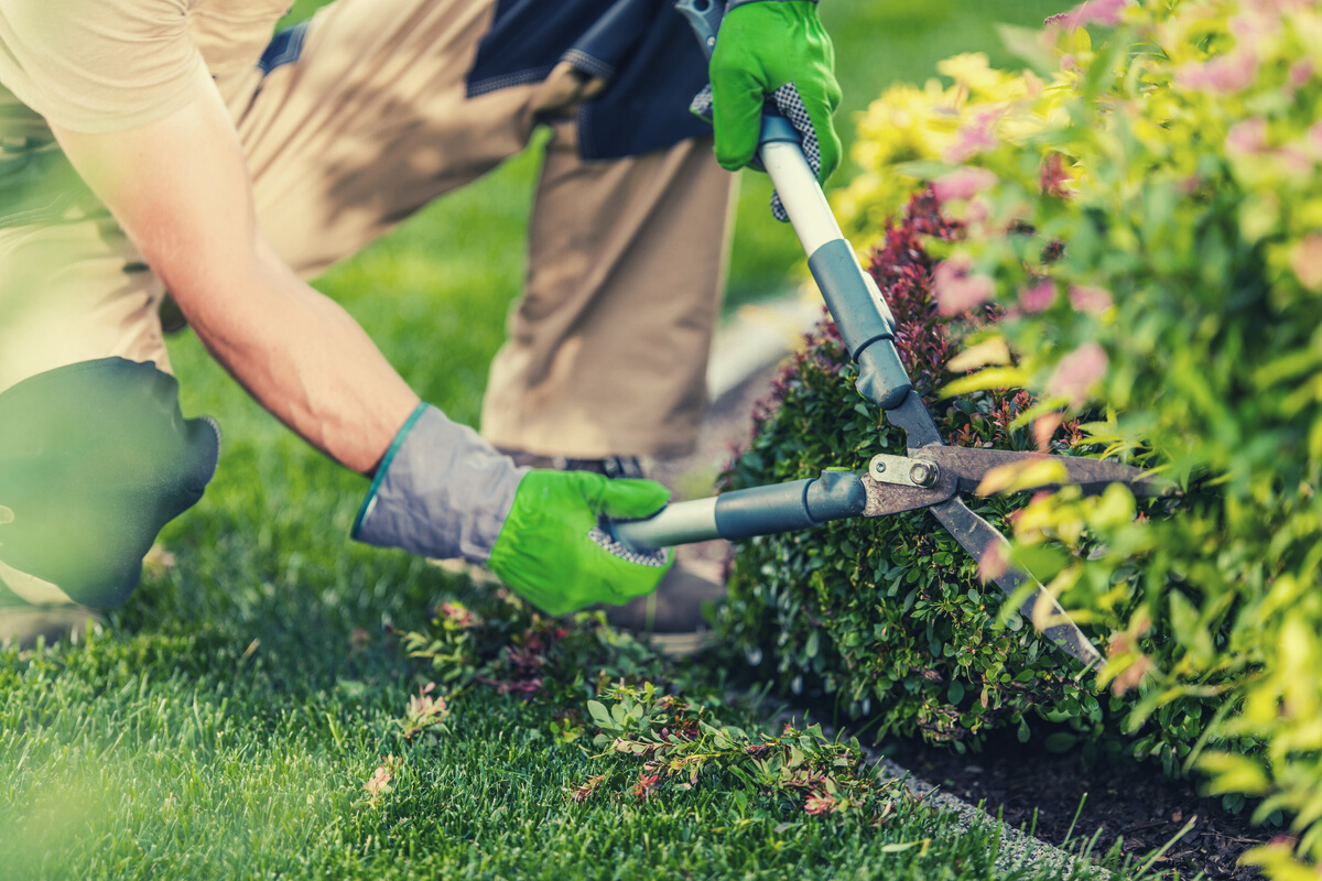 Gardener Trimming Plants in the Garden 